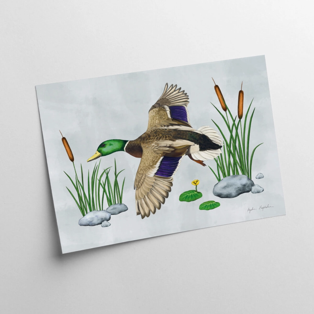 30x40 kartka 1 kaczka w locie.webp