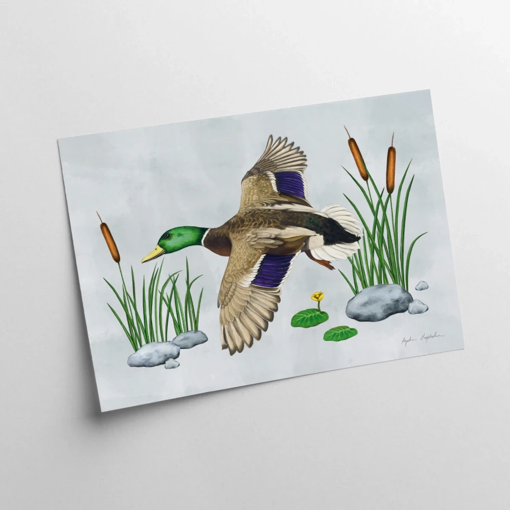 30x40 kartka 1 kaczka w locie.webp