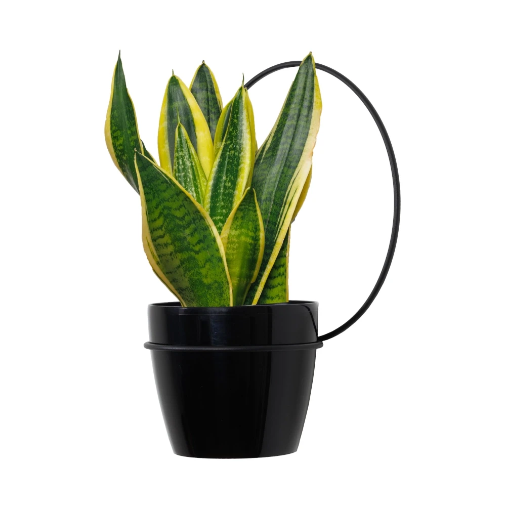 Kwietnik ścienny metalowy + osłonka czarny