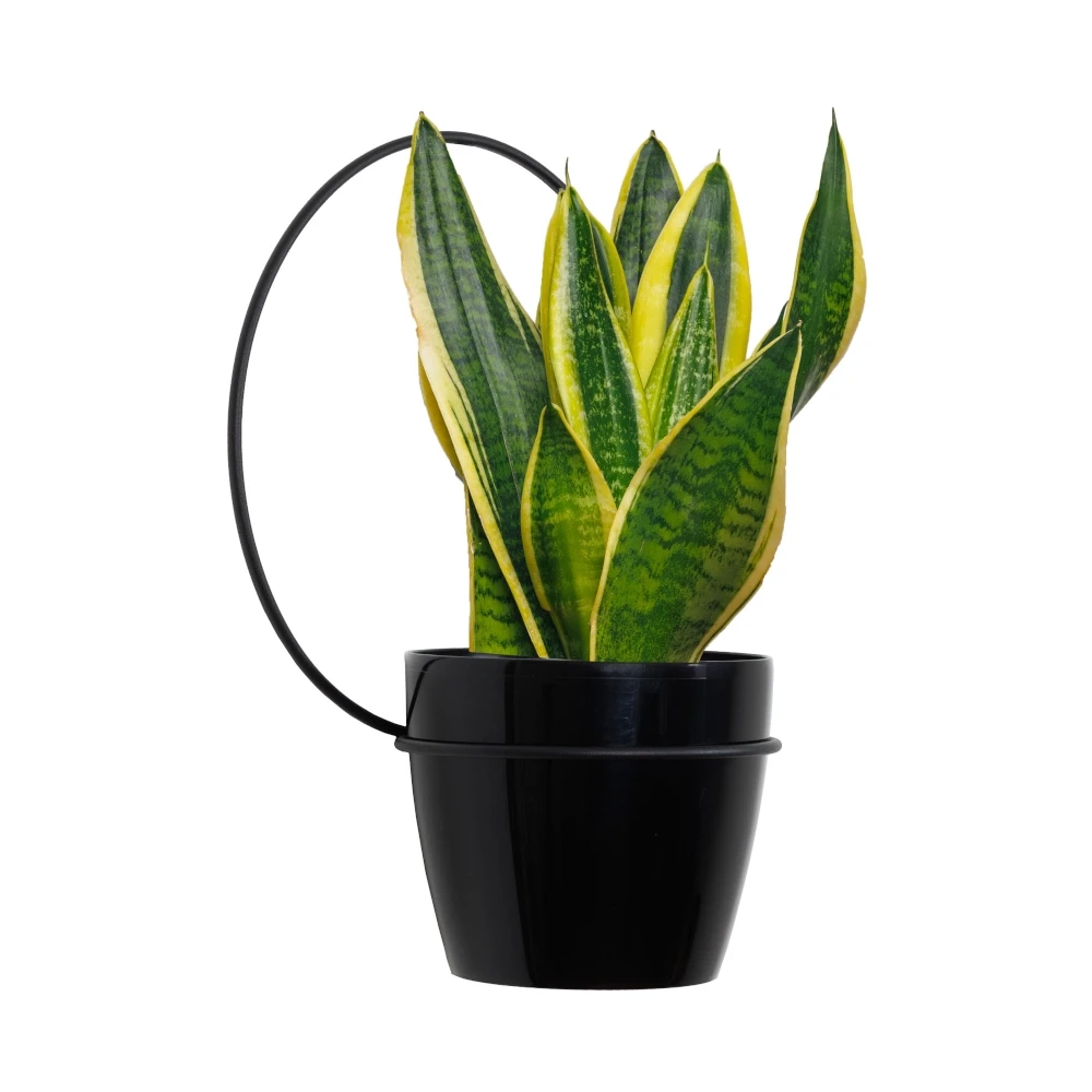 Kwietnik ścienny metalowy + osłonka czarny