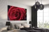 Obraz na płótnie canvas kwiat róża