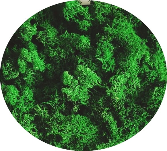 średniozielony chrobotek