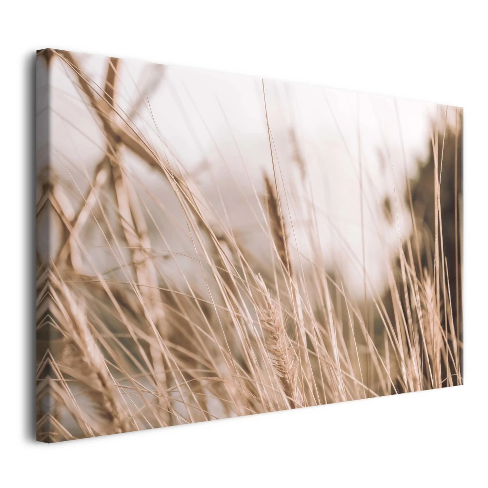 Obraz na płótnie canvas zboże