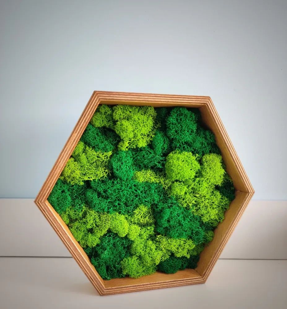 chrobotek heksagon patihome