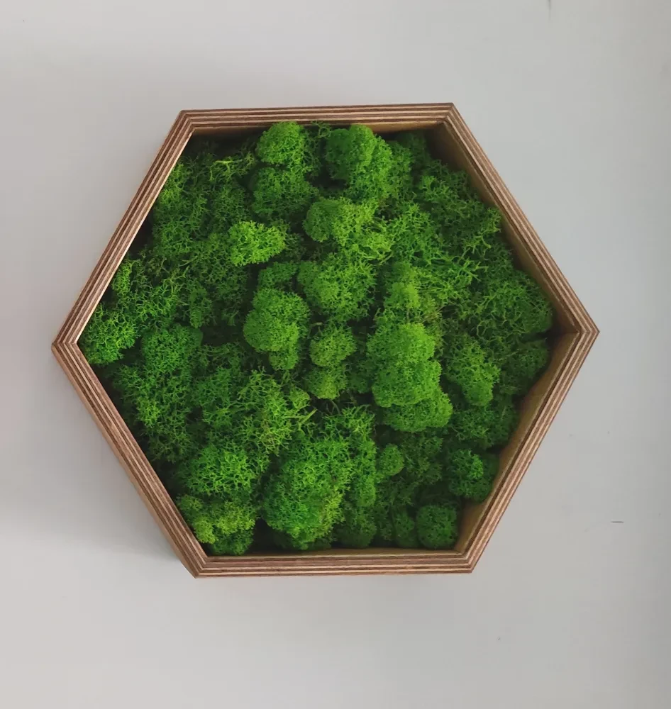 chrobotek heksagon jasny