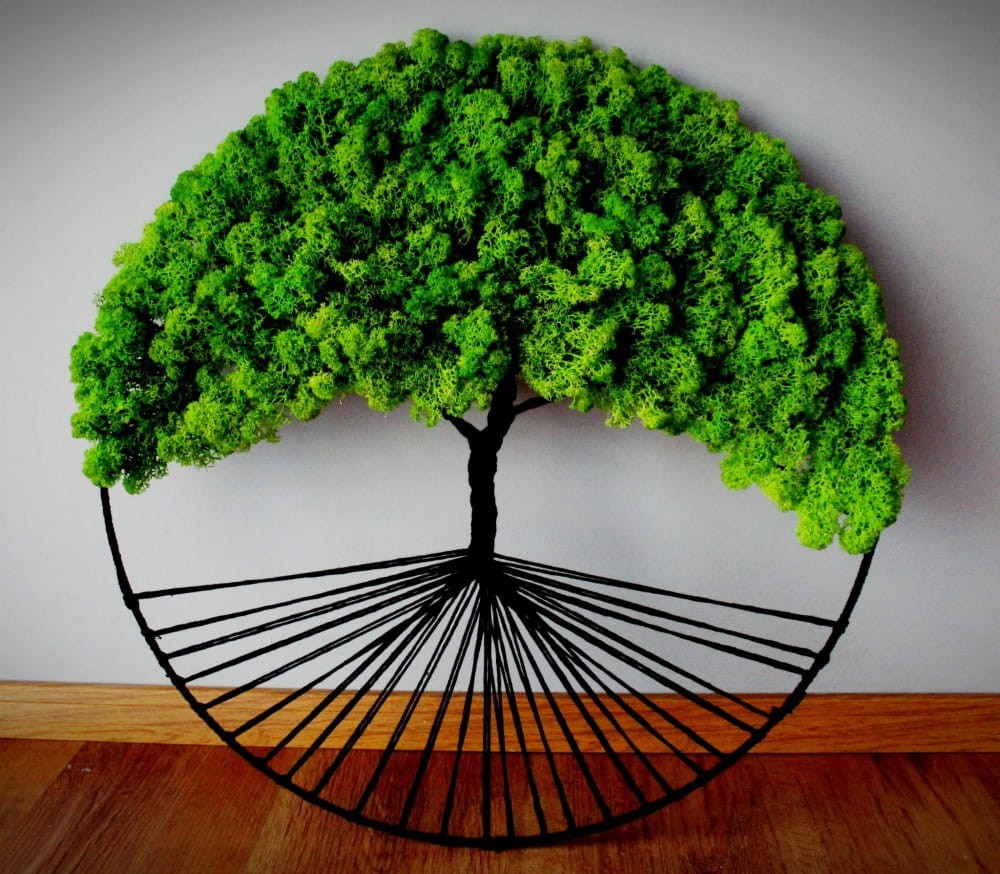 piękne drzewo mech chrobotek