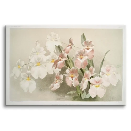 Obraz Orchids 4