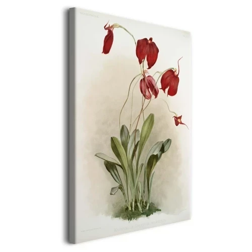 Orchids obraz