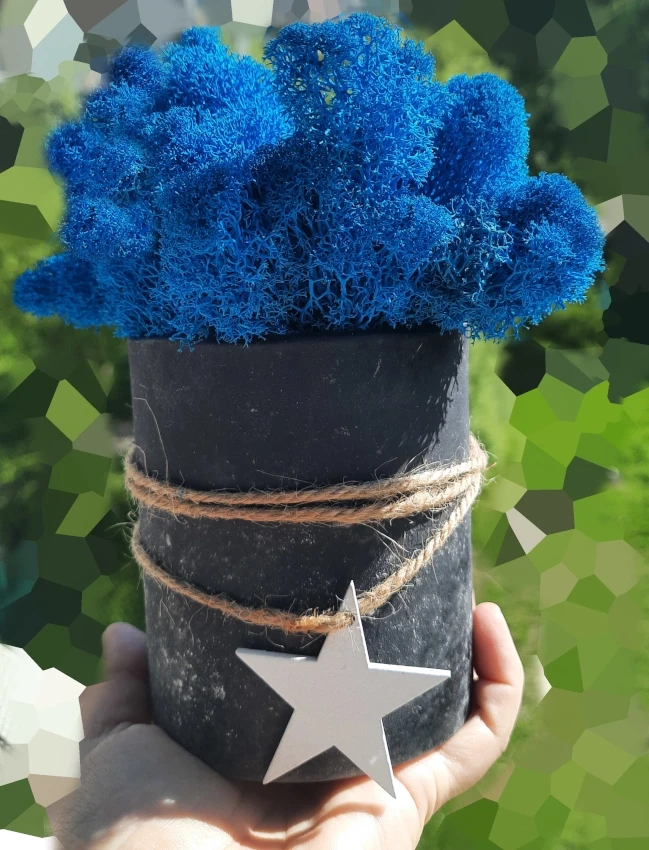 Mech chrobotek | dekoracja w doniczce | niebieski
