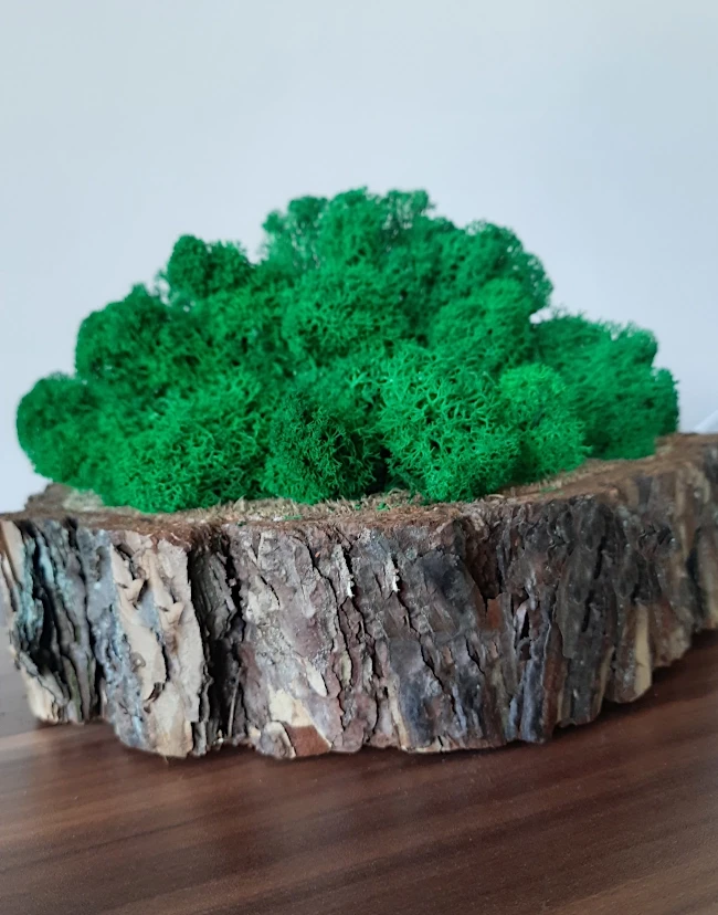 Mech chrobotek | dekoracja na plastrze drewna