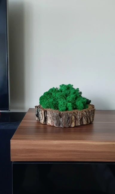 Mech chrobotek | dekoracja na plastrze drewna