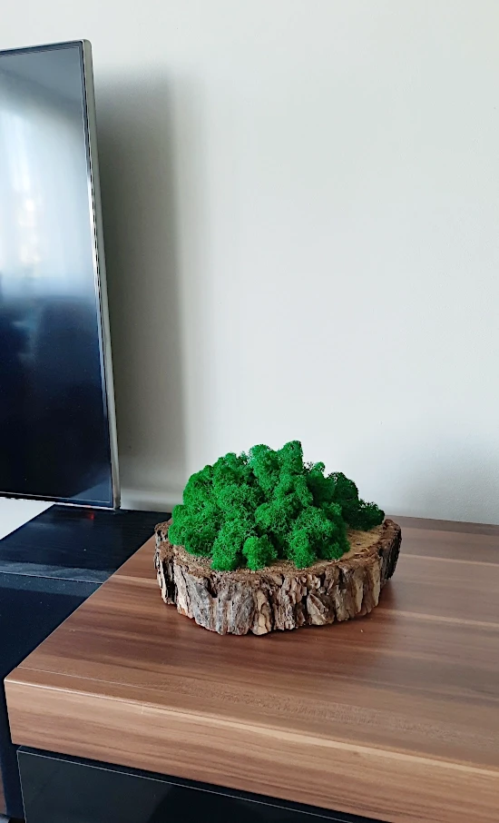 Mech chrobotek | dekoracja