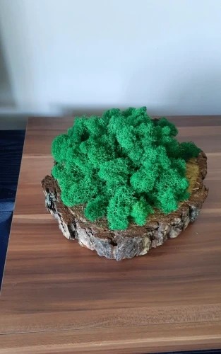 Mech chrobotek | dekoracja na plastrze drewna