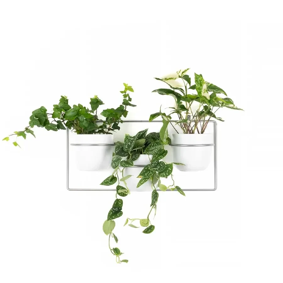 dawalia srebrny kwietnik patihome.pl