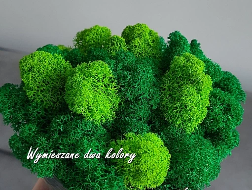 chrobotek naturalny porost