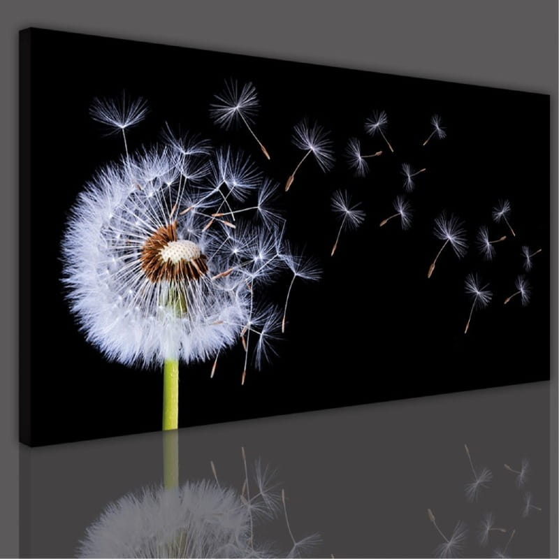 obraz canvas dmuchawiec