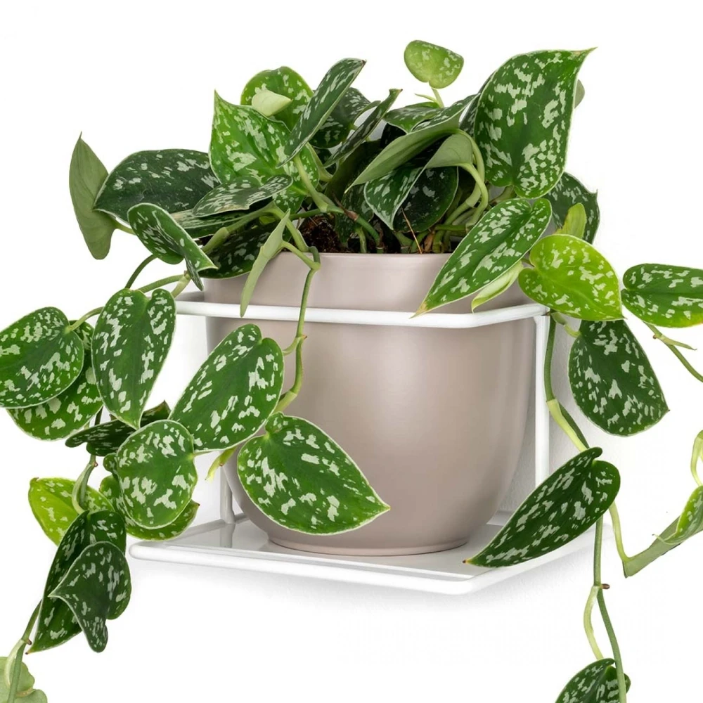 biały wiszący kwietnik