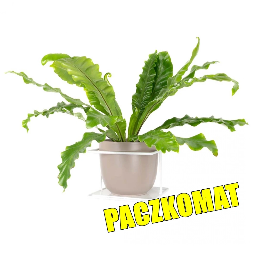 flora biały kwietnik