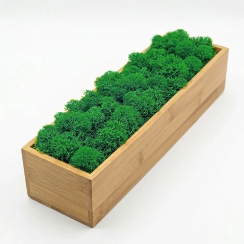 prezent dla wielbiciela roślin, który zapomina o podlewaniu