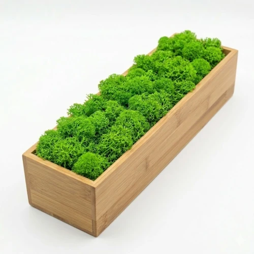 ekologiczna dekoracja do biura