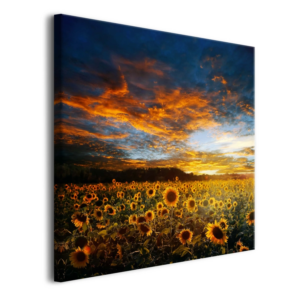 obraz-na-plotnie-pole-slonecznikow-ognisty-zachod-slonca