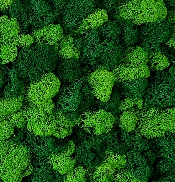 mieszany kolor chrobotka