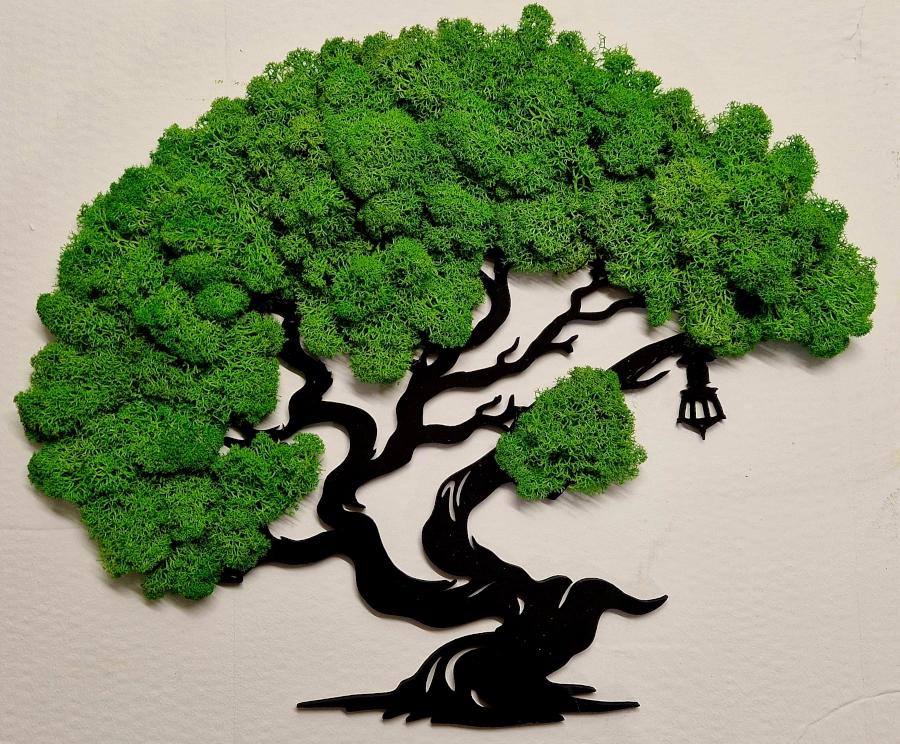 bonsai z chrobotkiem na ścianę