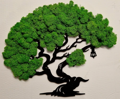 bonsai z chrobotkiem na ścianę