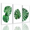 zielona monstera