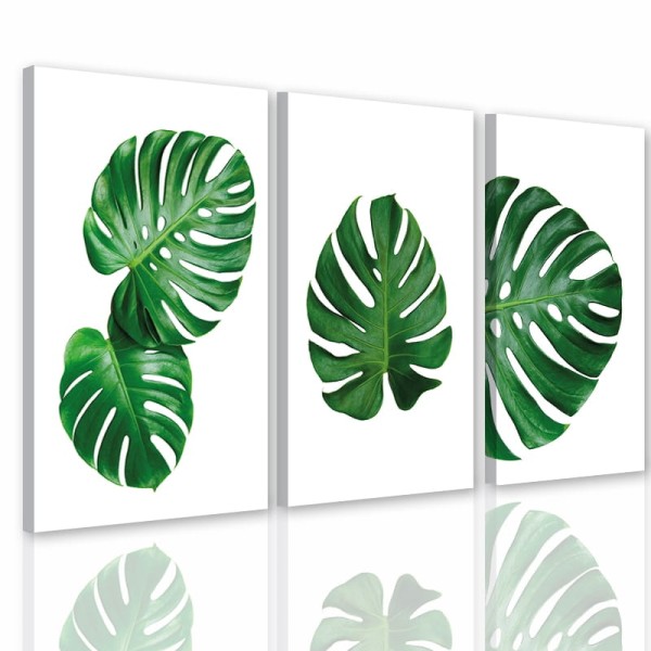 zielona monstera