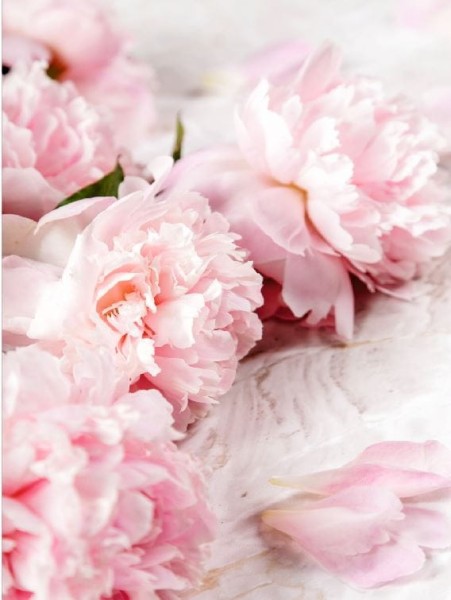 piwonie-peonie-plakat