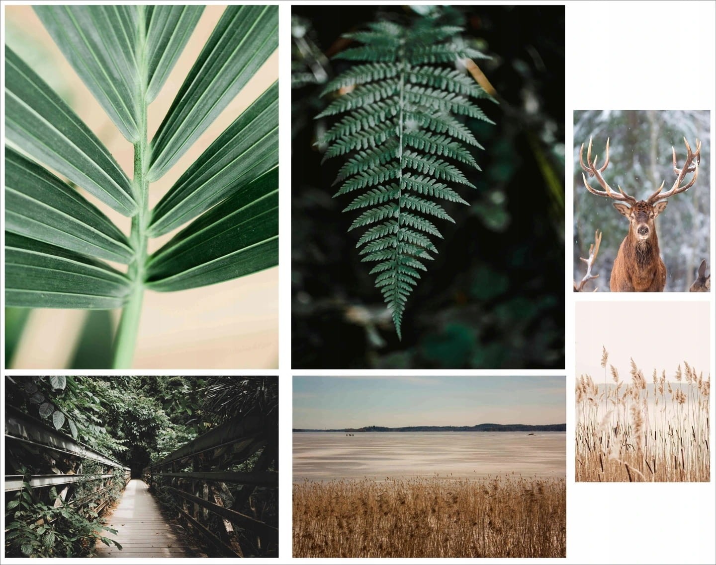 zestaw 6 plakatów liście paproć