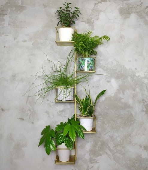 dzungla złoty kwietnik duży na 5 kwiatów