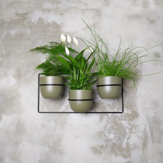 dawalia czarny kwietnik metalowy ścienny